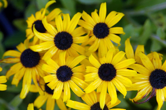 Rudbeckia fulgida 'American Gold Rush' - Zonnehoed