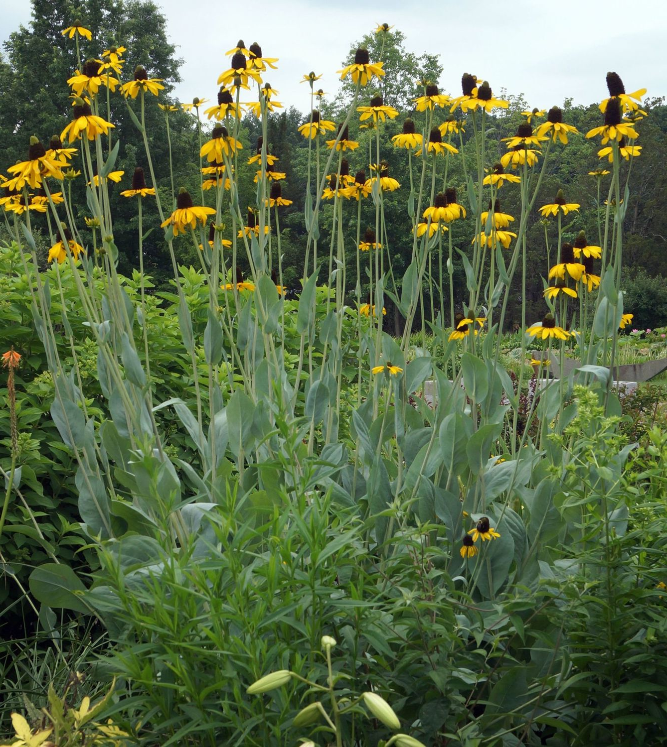 Rudbeckia maxima - Reuzenzonnehoed