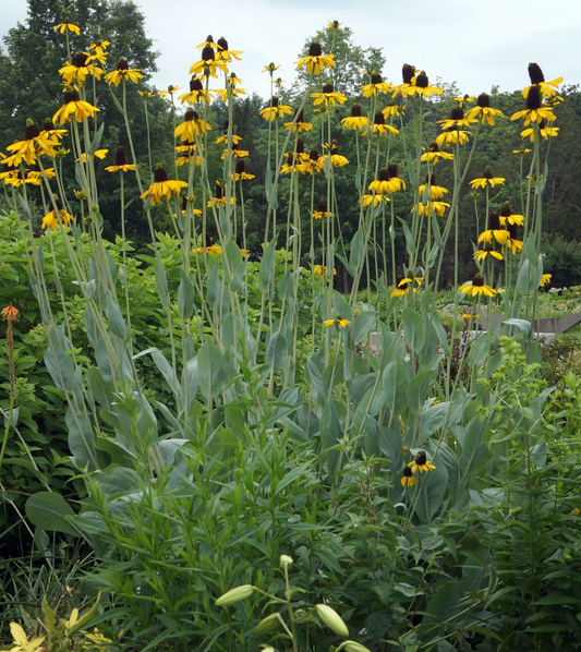 Een levendige gele coneflower met een donkere, textuurrijke centrum, omringd door zachte groene stengels. Perfect voor tuinieren en decoratieve tuinontwerpen.