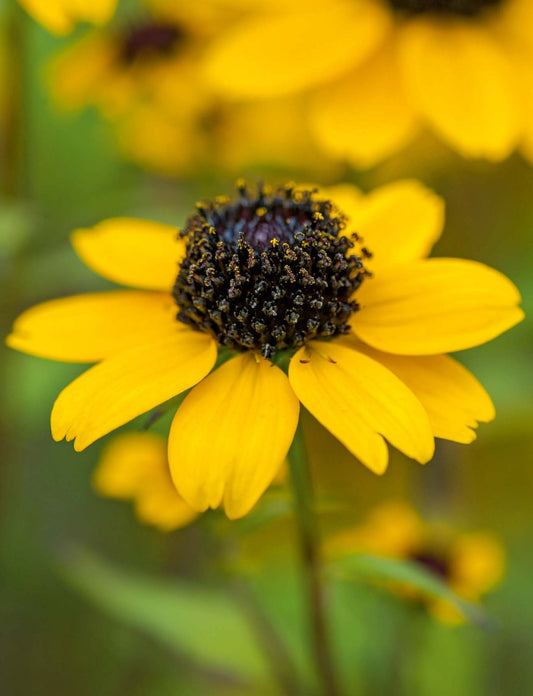 Een levendige gele zonnebloem met een donkere, textuurrijke kern staat centraal, omringd door zachte groene bladeren. Perfect voor tuin- en landschapsdecoratie.