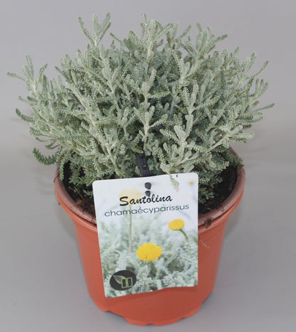 Santolina chamaecyparissus - Heiligenbloem