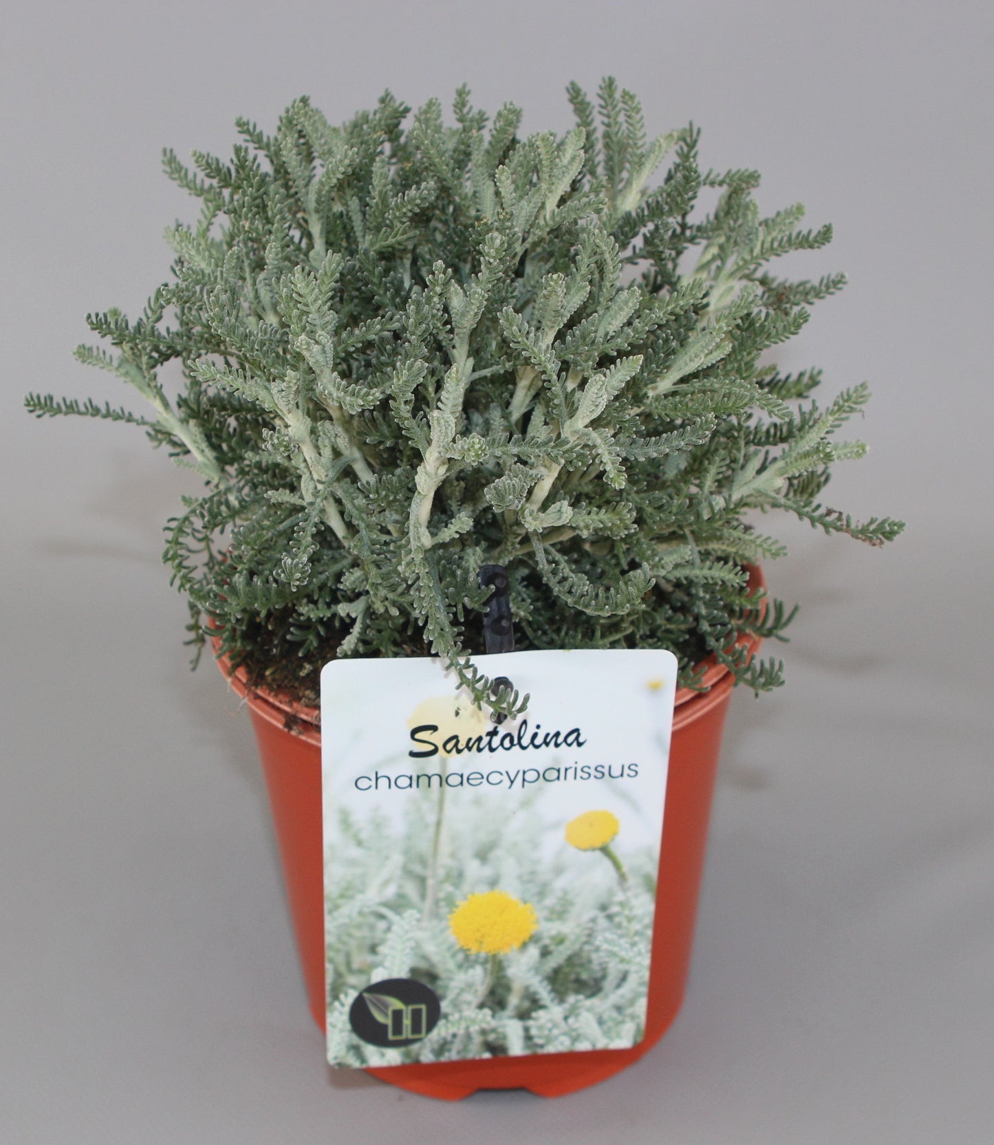 Santolina chamaecyparissus - Heiligenbloem