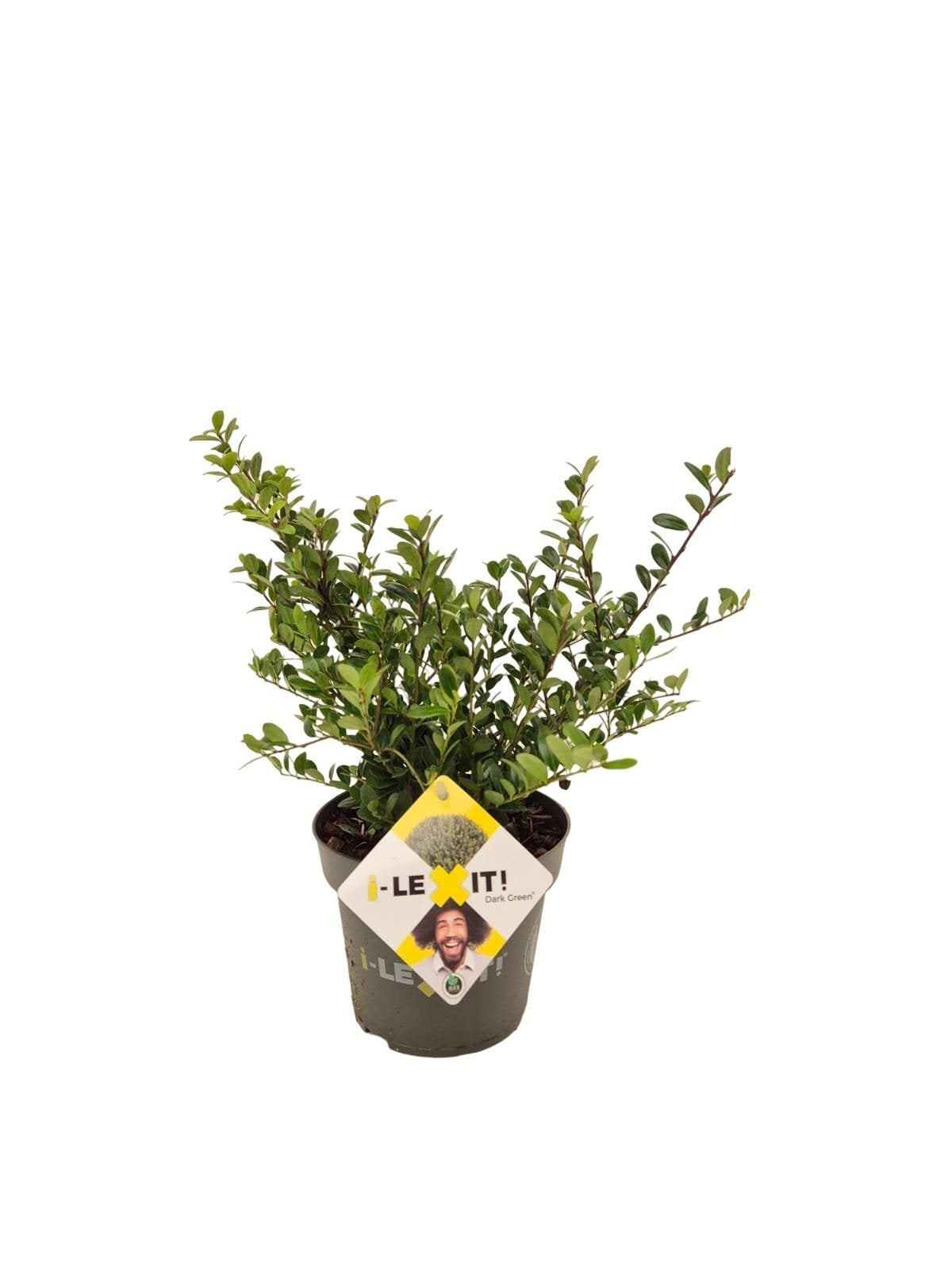 Ilex crenata 'Dark Green' - Japanse Hulst in struikvorm