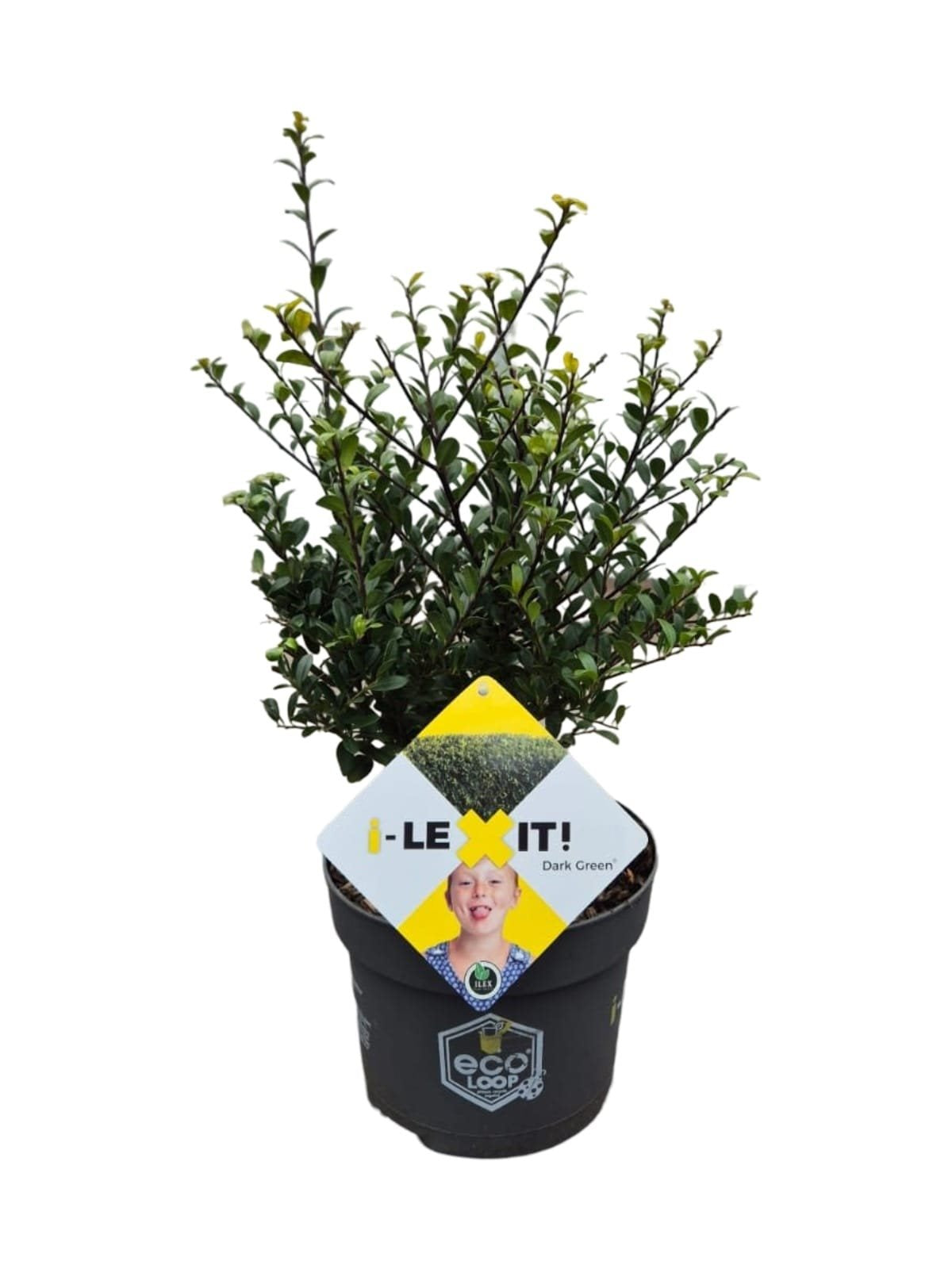 Ilex crenata 'Dark Green' - Japanse Hulst in struikvorm