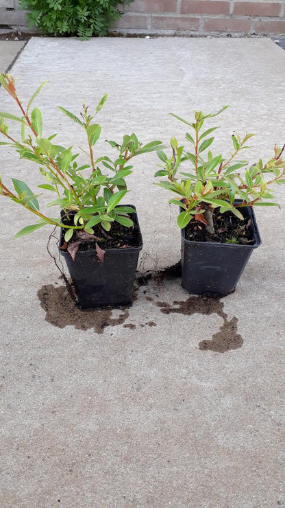 Salix gracilistyla 'Melanostachys' - Zwarte Katjeswilg (Pakket van 24)