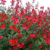 Salvia Royal Bumble - Salie
