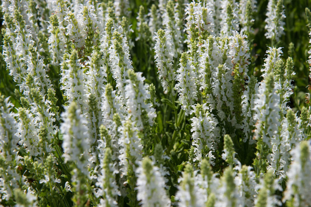 Salvia nemorosa 'Schneehugel' - Salie