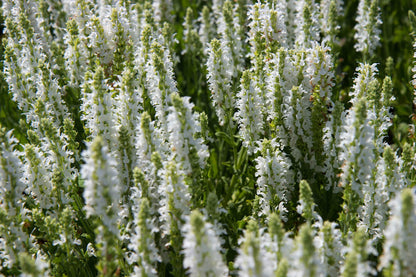 Salvia nemorosa 'Schneehugel' - Salie