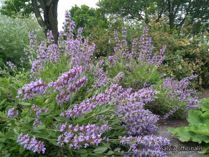Borderpakket 'Kruidentuin' - 3m² - 30 planten