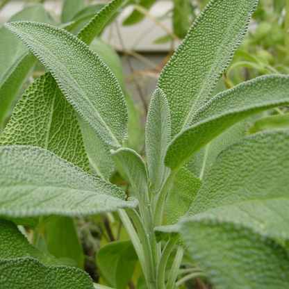 Salvia officinalis - Echte salie