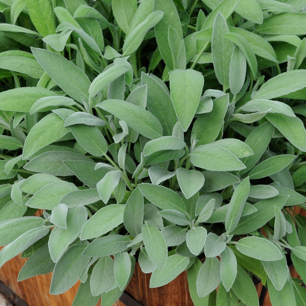 Salvia officinalis - Echte salie