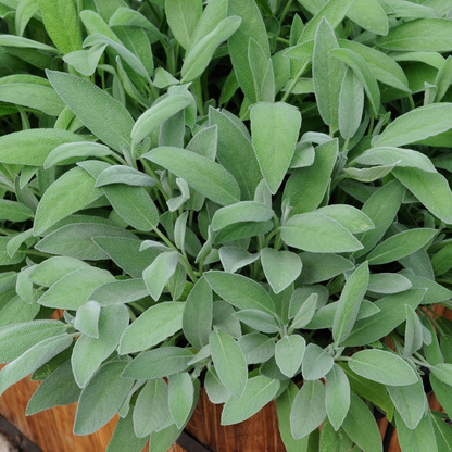 Salvia officinalis - Echte salie