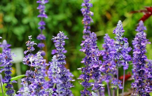 Violette saliebloemen in volle bloei, met fijne, gestreepte bloemtrossen tegen een zachte groene achtergrond. Perfect voor tuinversiering en natuurlijke decoratie.