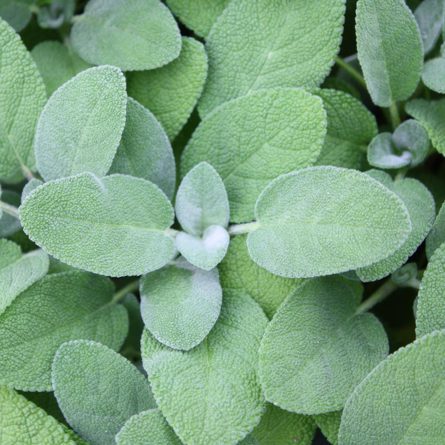 Salvia officinalis 'Berggarten' - Compacte salie