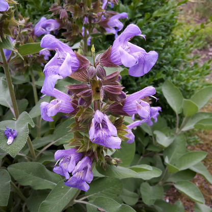Salvia officinalis 'Berggarten' - Compacte salie