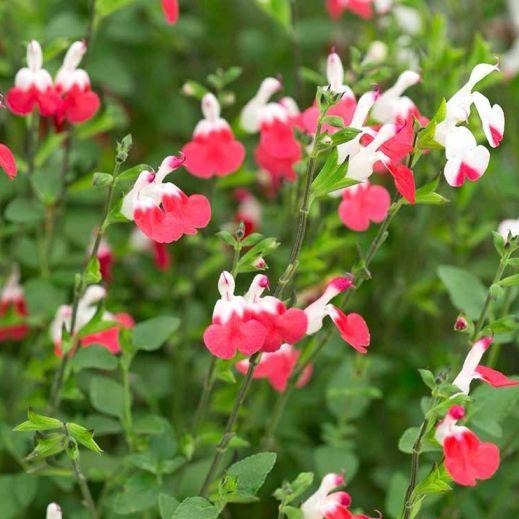 Salvia micr. 'Hot Lips' - Salie Rood/Wit