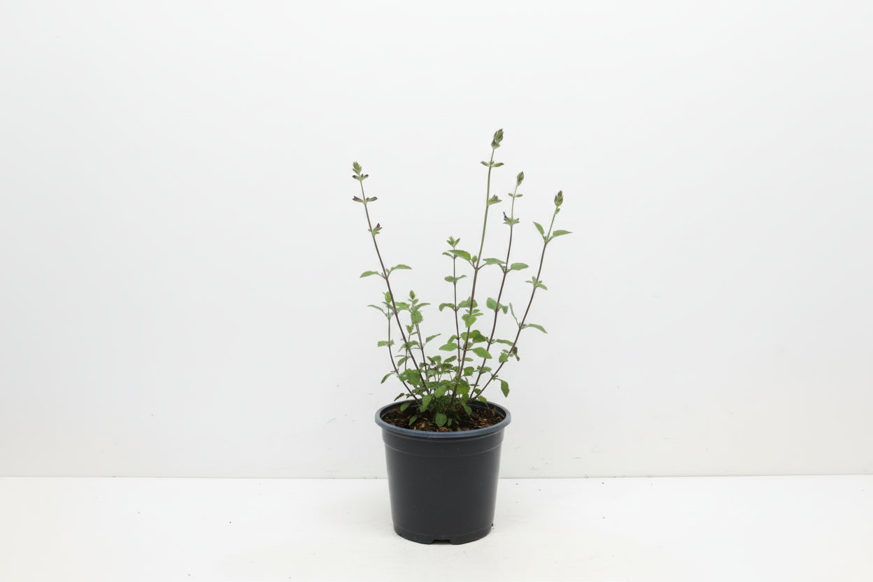 Salvia micr. 'Hot Lips' - Salie Rood/Wit