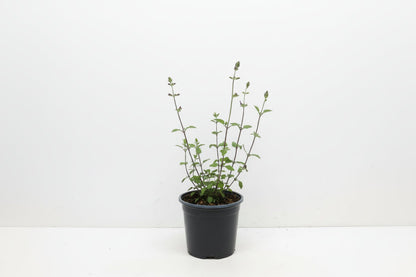 Salvia micr. 'Hot Lips' - Salie Rood/Wit
