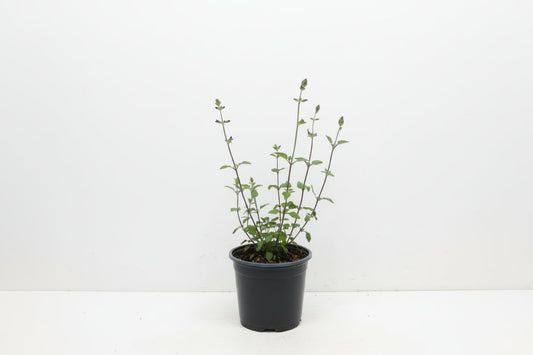 Rode en witte saliebloemen met groene bladeren, perfect voor tuinversiering. Bloeiende plant met zichtbare stengels, ideaal voor decoratieve tuinontwerp.