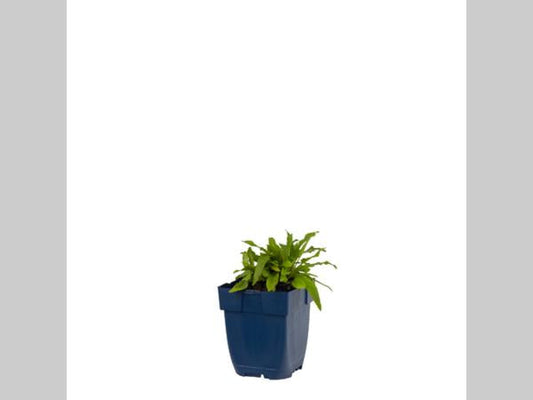 Violette salieplanten met lange, dichte bloemstengels en groene bladeren, perfect voor tuinversiering. Ideal voor tuinontwerp en natuurlijke decoratie.