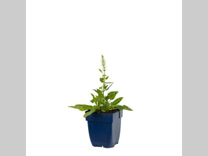 Salvia nemorosa 'Schneehugel' - Salie