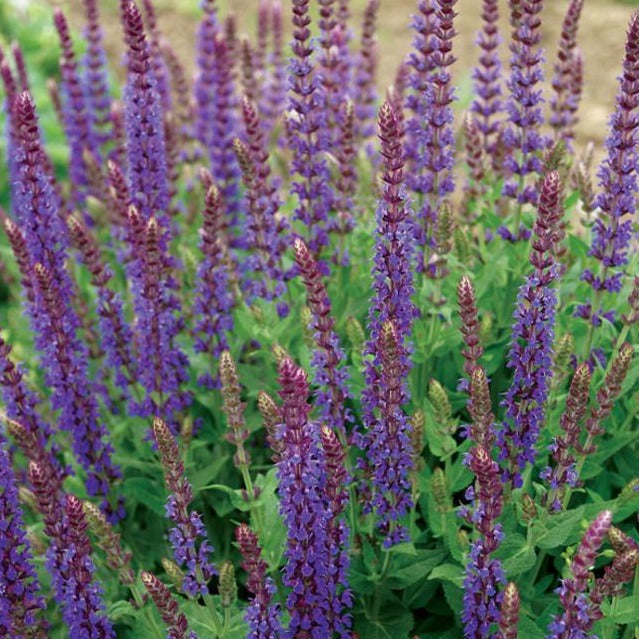 Salvia nemorosa 'Ostfriesland' - Salie