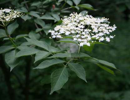 Sambucus nigra - Gewone vlier blote wortel