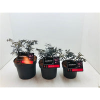 Sambucus nigra Black Beauty - Zwarte Vlierbes