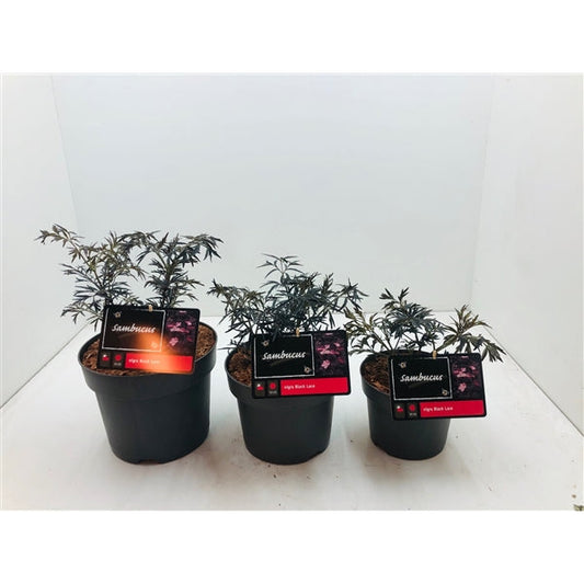 Sambucus nigra Black Beauty - Zwarte Vlierbes