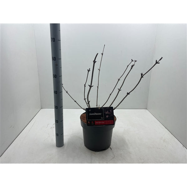 Sambucus nigra Black Beauty - Zwarte Vlierbes