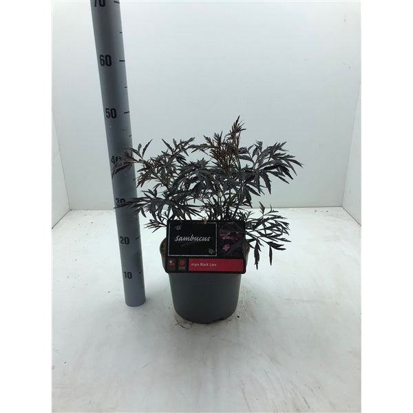 Sambucus nigra Black Lace - Zwarte Vlierbes