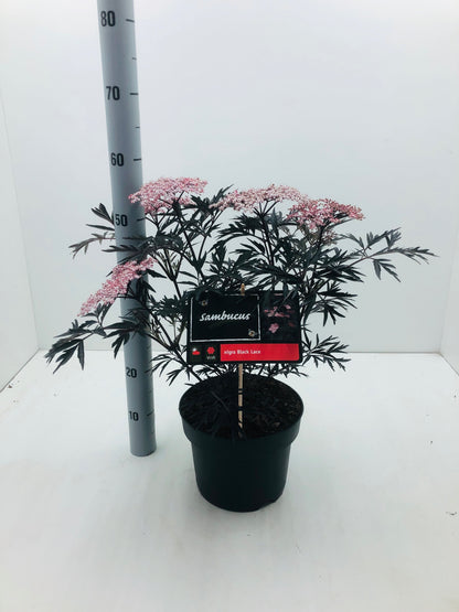 Sambucus nigra Black Lace - Zwarte Vlierbes