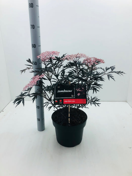 Sambucus nigra Black Lace - Zwarte Vlierbes