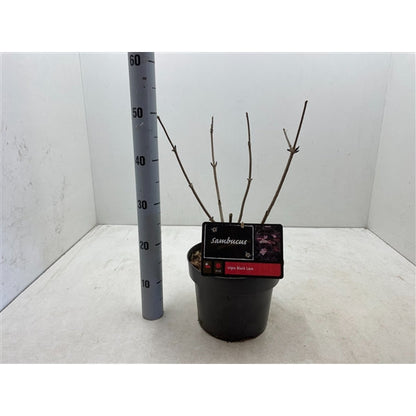 Sambucus nigra Black Lace - Zwarte Vlierbes