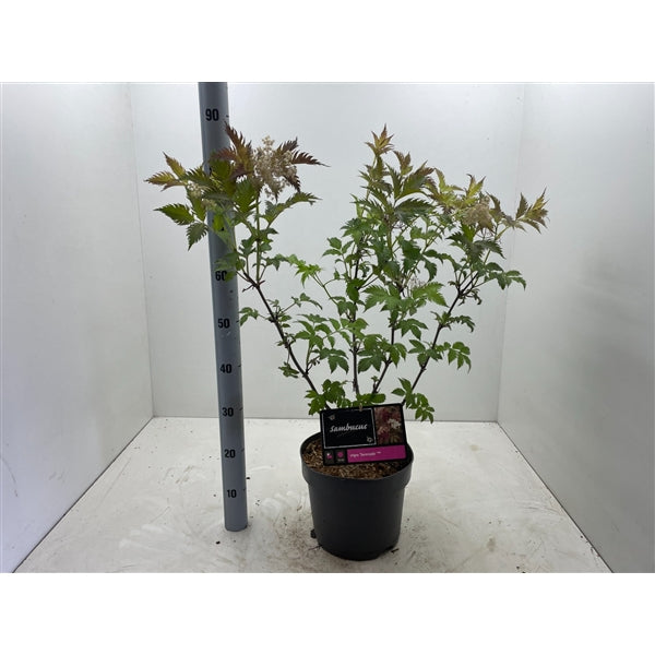 Sambucus nigra 'Serenade' - Vlierbes