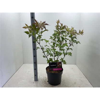 Sambucus nigra 'Serenade' - Vlierbes