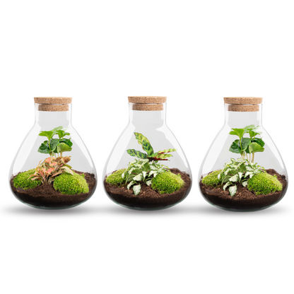 Sammie - Terrarium - Bottle garden DIY kit - Ø 22,5 cm ↑ 27 cm
