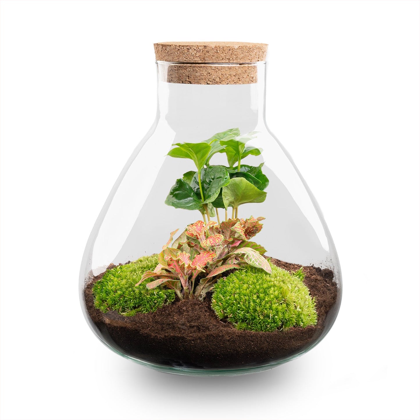 Sammie - Terrarium - Bottle garden DIY kit - Ø 22,5 cm ↑ 27 cm