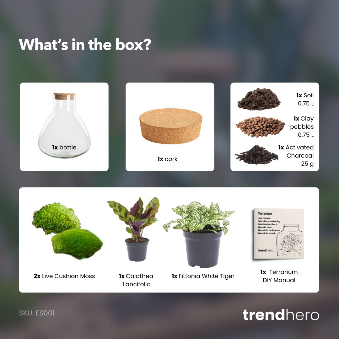 Sammie Calathea - Terrarium - Bottle garden DIY kit - Ø 22,5 cm ↑ 27 cm