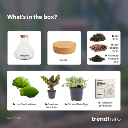 Sammie Calathea - Terrarium - Bottle garden DIY kit - Ø 22,5 cm ↑ 27 cm