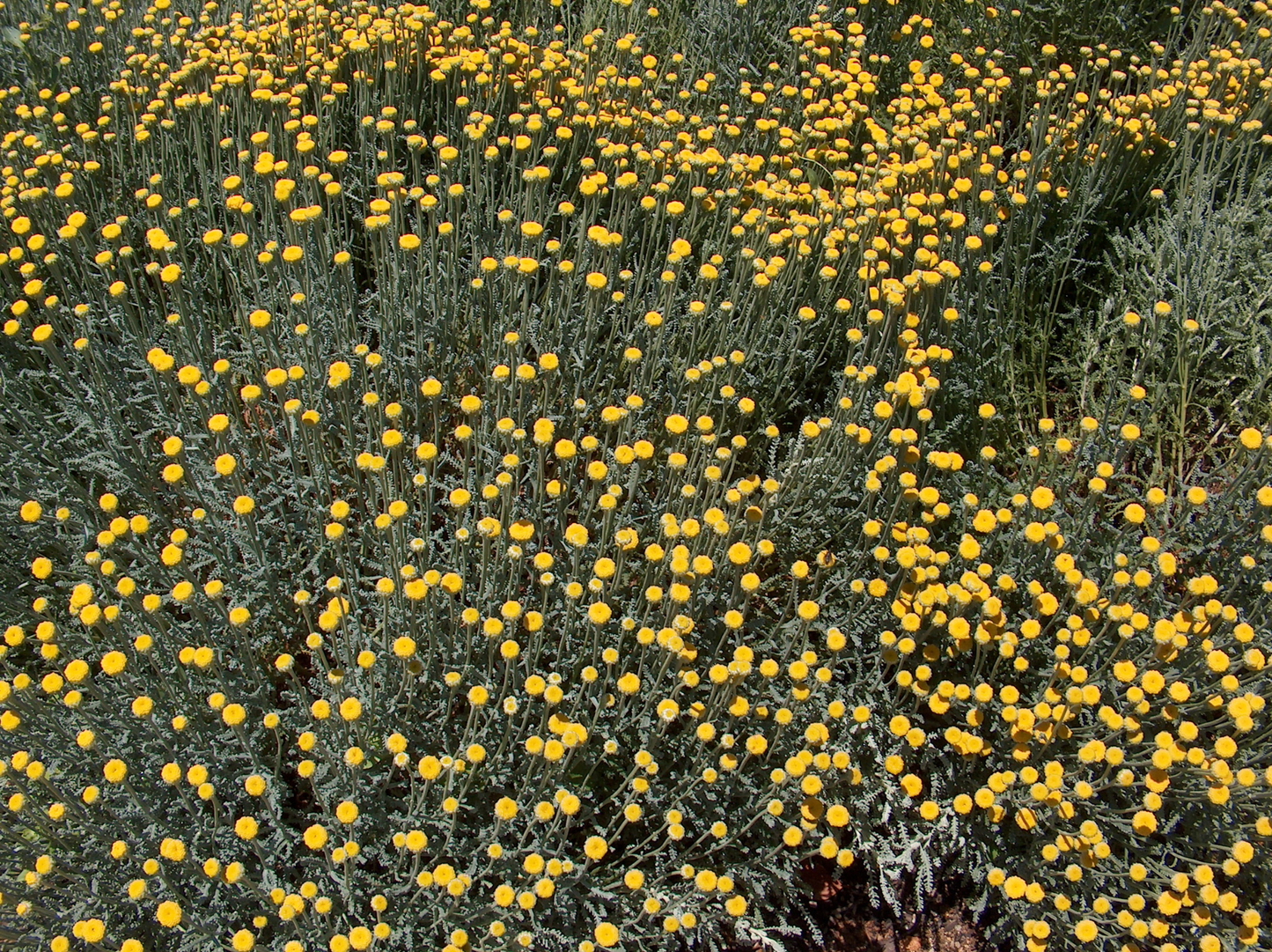 Santolina chamaecyparissus - Heiligenbloem