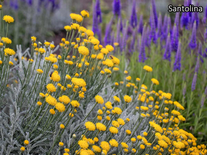 Borderpakket 'Mediterraan' - 5m² - 50 planten