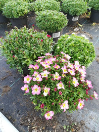 Saxifraga (A) Touran Deep Red - Steenbreek