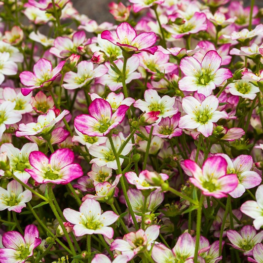Saxifraga (A) Alpino Early Pink - Steenbreek