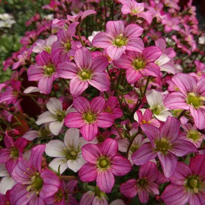 Saxifraga (A) Touran Pink - Steenbreek