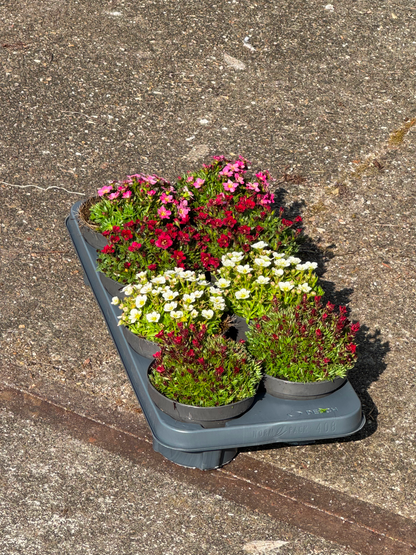 Saxifragamix - Kleurrijk - Pakket voor 1 vierkantemeter