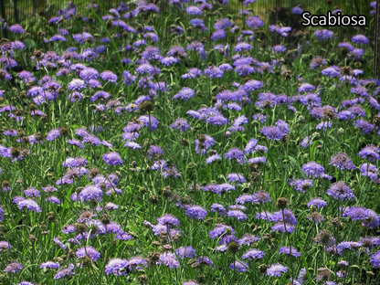 Borderpakket 'Wild & Inheems' - 5m² - 40 planten