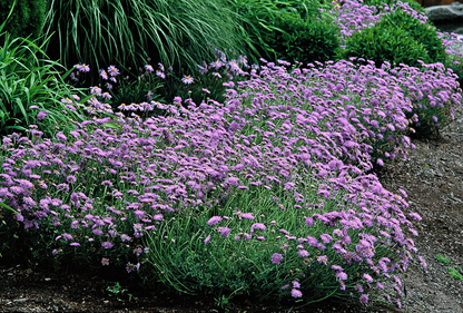 Scabiosa columbaria 'Butterfly Blue' - Duifkruid