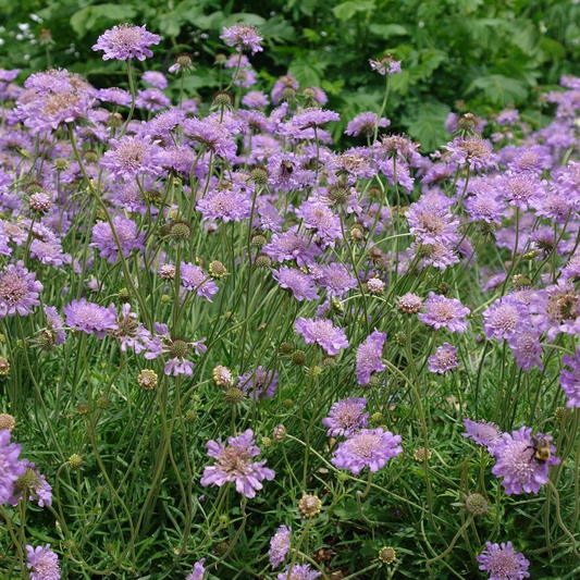 Scabiosa columbaria 'Butterfly Blue' - Duifkruid