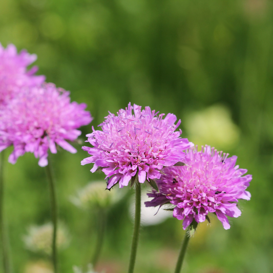 Violette knoppen van de zonnebloem met fijne, lichtpaarse stekels en groene stelen. Bloemen in een natuurlijke tuin, perfect voor decoratieve tuinontwerp of bloemstukken.